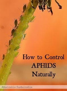 a close up of a plant with the words how to control aphids naturally