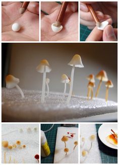 there are many different pictures of mushrooms on the table