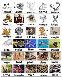 an animal's body and their names are shown in this poster, which includes pictures of