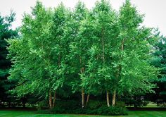 a group of trees that are standing in the grass