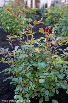 small green plants with red flowers growing in the ground