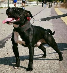 a black and white dog with its tongue out standing on the street while wearing a leash