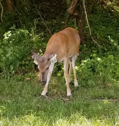 a small deer standing on top of a lush green field