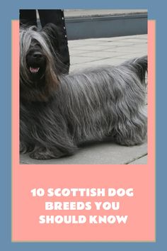 However, we will be discussing Scottish dog breeds in this article.