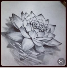 a drawing of a lotus flower on paper