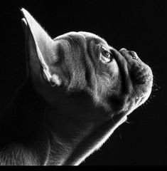 a black and white photo of a dog's head looking up to the sky