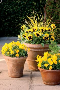 three flower pots with yellow and black flowers in them on a brick walkway next to shrubbery