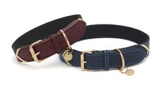 two leather collars with brass fittings and blue stitching on the sides, one has a gold plated buckle