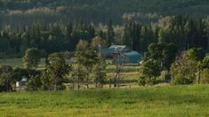 a green field with trees and buildings in the background