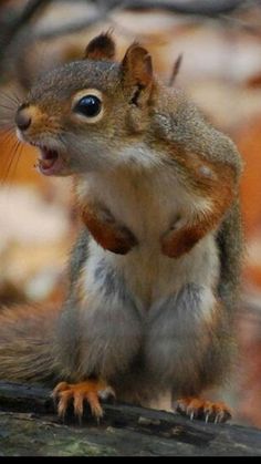 a squirrel with its mouth open standing on a tree branch