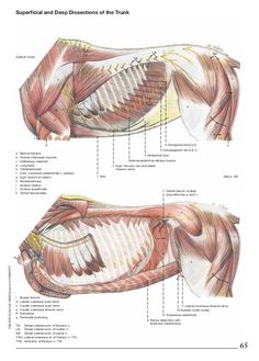 the muscles and their functions are shown in this diagram, which shows how they work