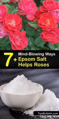 red flowers with text that reads 7 mind - blowing ways epsom salt helps roses