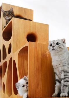 two cats sitting next to each other in front of wooden structures with holes on them