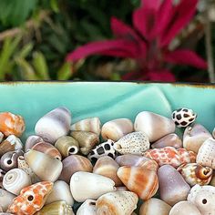 a bowl filled with lots of different colored seashells next to a flower pot