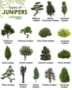 the different types of trees and shrubs are shown in this chart, which shows how they grow