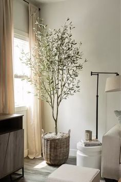 a living room with a potted plant in the corner next to a white toilet