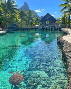 a turtle swimming in clear blue water next to a dock and palm trees on the shore