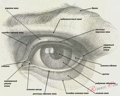 the parts of an eye labeled in english