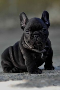 a small black dog laying down on the ground