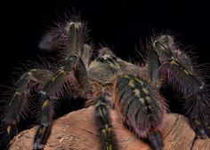 a large spider sitting on top of a piece of wood