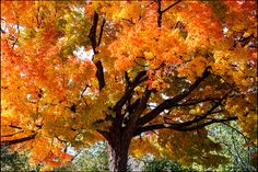 an orange tree with lots of leaves on it's branches in the fall season