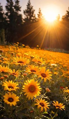 the sun shines brightly over a field of flowers