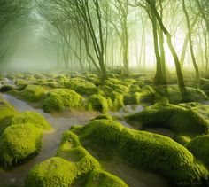 moss covered rocks in the middle of a forest