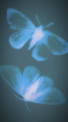 three blue flowers are shown in the dark