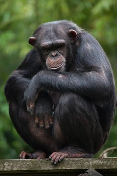 a chimpan sitting on top of a wooden fence with his arms crossed and looking at the camera