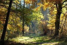 the sun shines through the trees in an autumn forest with yellow and green leaves