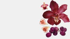 an orchid and some grapes on a white background