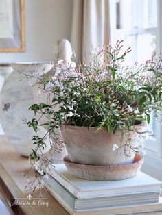 a potted plant sitting on top of a stack of books