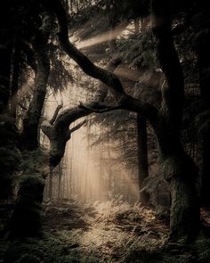 the sun shines through the foggy trees in this dark and mysterious forest scene