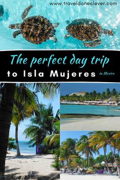 the perfect day trip to island muviers in mexico