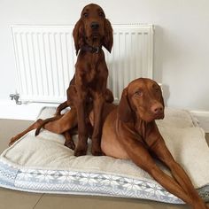 two brown dogs sitting on top of a dog bed