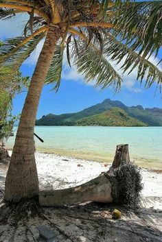 a palm tree sitting on top of a sandy beach next to the ocean with mountains in the background