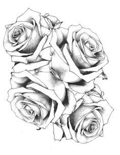 some roses that are drawn in pencil on paper