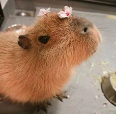 a close up of a capybara with flowers on its head and hair in it's ears