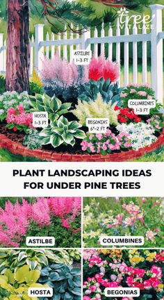 Pine Tree Landscaping Ideas, Plant Landscaping Ideas, Trees Backyard Landscaping, Under Tree Landscaping Ideas, Under Tree Landscaping, Mailbox Landscape, Pine Landscape, Trees Backyard, Flower Combos