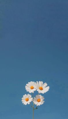 three white daisies in a vase against a blue sky with no one around them