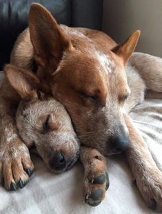 two dogs are sleeping together on the couch