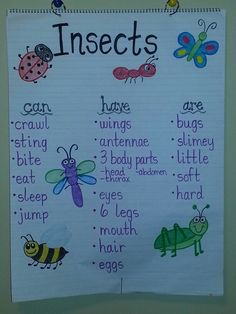 a bulletin board with insects and bugs written in english on the front, along with an insect list