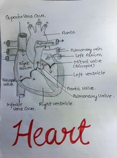 a drawing of the human heart on a piece of paper with words written below it