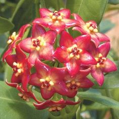 Hoya Parviflora Splash, Hoya Wayetii, Hoya Kerrii Splash, Hoya Kanyakumariana, Hoya Loyceandrewsiana, Wax Flowers, Unusual Flowers, Cactus And Succulents, Exotic Plants