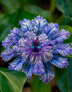 a blue flower with green leaves in the background