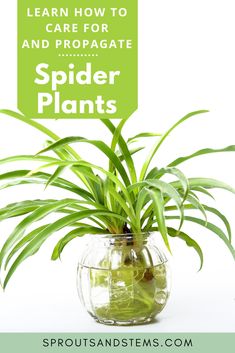 a spider plant in a glass vase with text overlay that reads learn how to care for and propagate spider plants