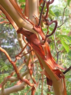 a tree with red leaves in the middle of it's branches and green foliage