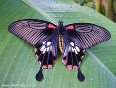 a black and pink butterfly sitting on top of a green leaf