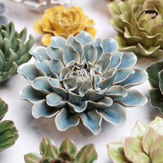 many different types of succulents are arranged together on a white tablecloth