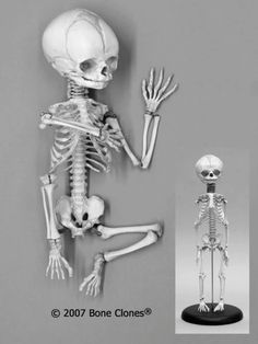 a skeleton is posed in front of a gray background